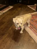 Goldie, a male Yorkshire Terrier for sale in Fort Worth, TX – 8 of 9