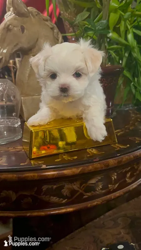 PM1(tiny) – Maltese puppy for sale in Fort Worth, TX