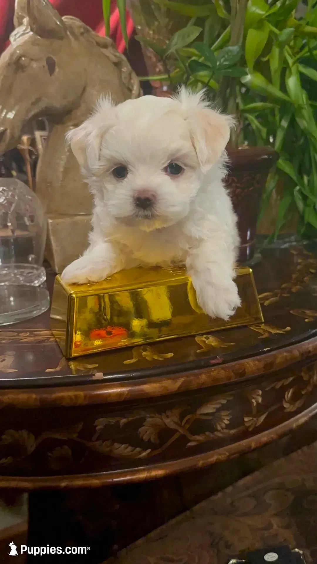PM1(tiny), a male Maltese for sale in Fort Worth, TX – 1 of 10