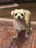 Goldie, a male Yorkshire Terrier for sale in Fort Worth, TX – 3 of 9