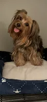 TTPM1, a female Yorkshire Terrier for sale in Fort Worth, TX – 4 of 9
