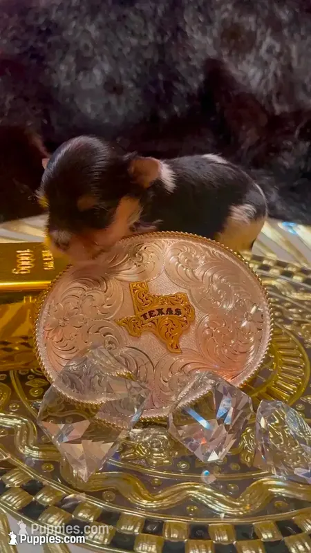 TTPF1(micro) – Yorkshire Terrier puppy for sale in Fort Worth, TX