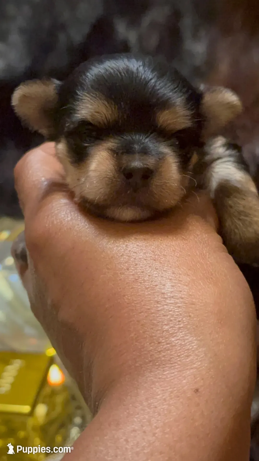 TT Trad F1(tiny), a female Maltese and Yorkshire Terrier for sale in Fort Worth, TX – 7 of 10