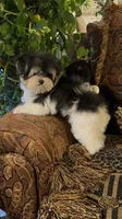 TTPF2, a female Yorkshire Terrier for sale in Fort Worth, TX – 4 of 10