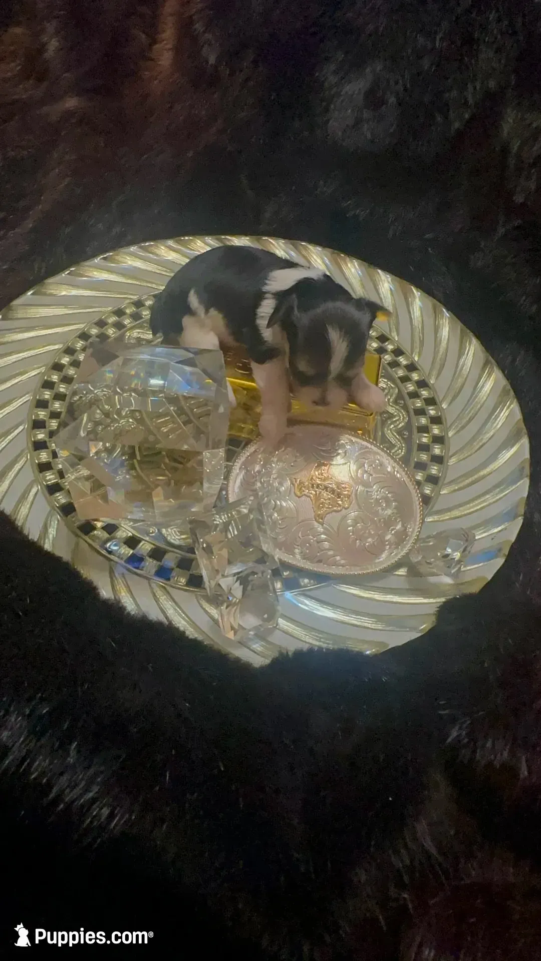 TTPF2(tiny), a female Yorkshire Terrier for sale in Fort Worth, TX – 3 of 10