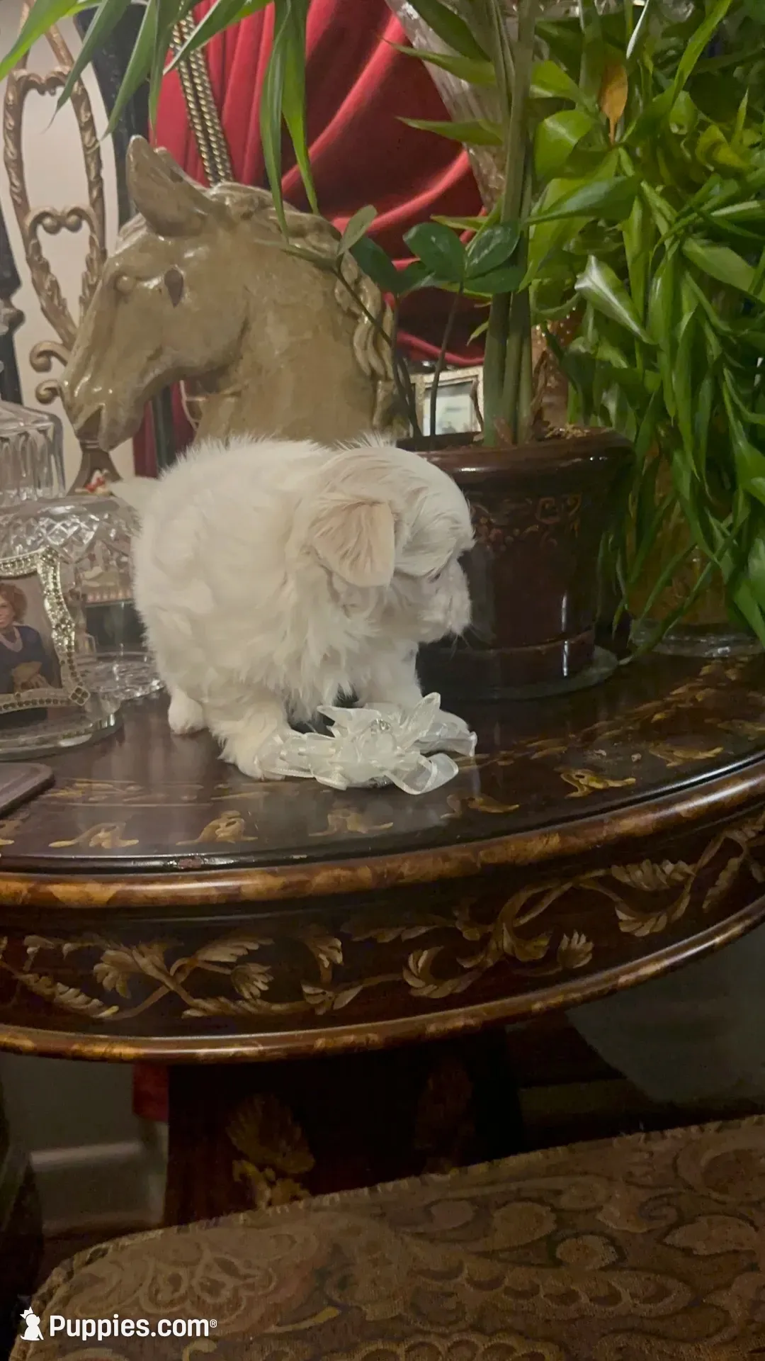 PF1(tiny), a female Maltese for sale in Fort Worth, TX – 7 of 10