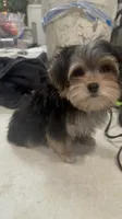 TRAINED-SMALL & AFFECTIONATE-HANDSOME, a male Morkie for sale in Fort Worth, TX – 3 of 6
