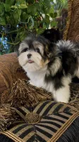TTPF2, a female Yorkshire Terrier for sale in Fort Worth, TX – 5 of 10