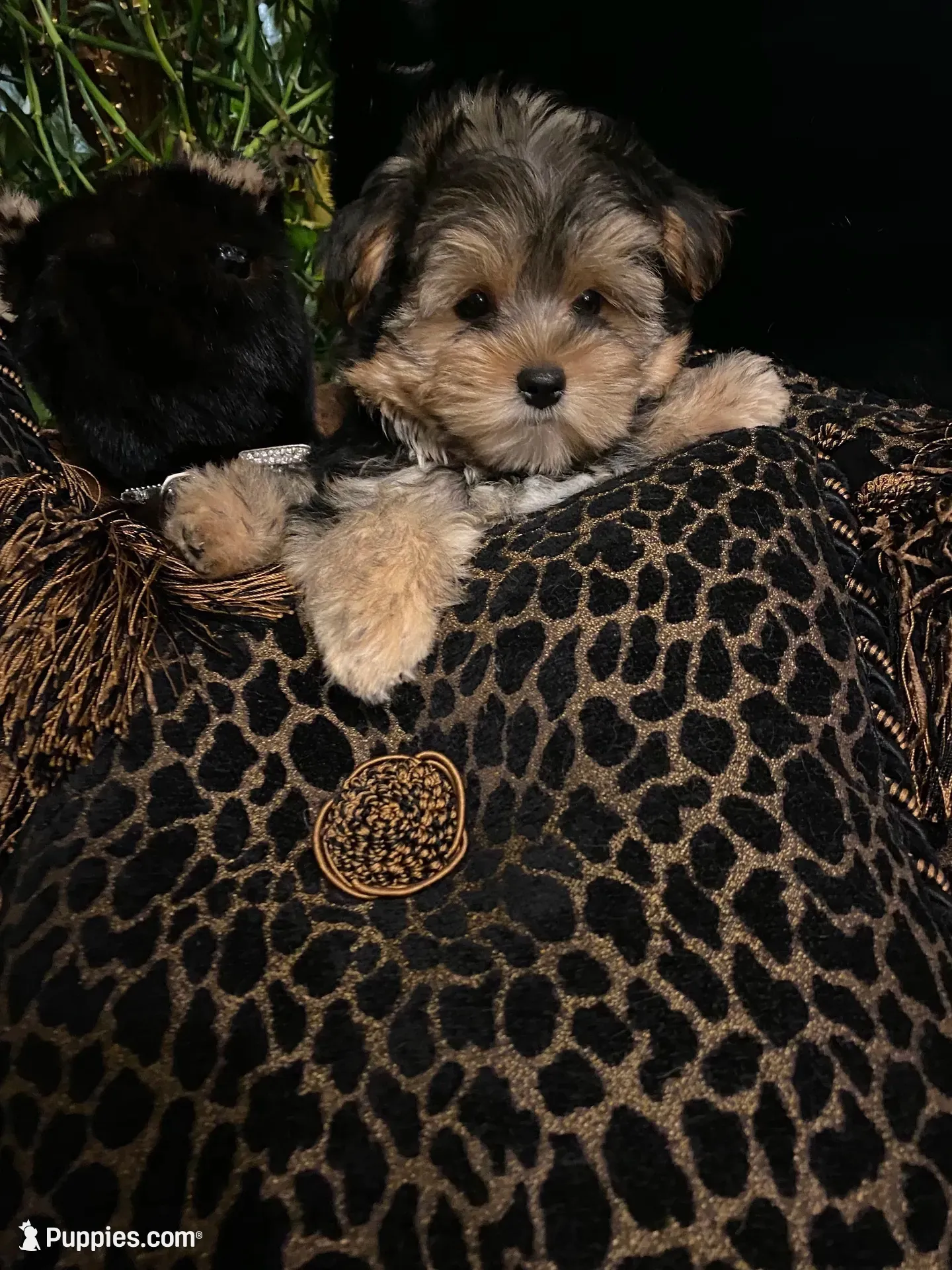 TT Trad F1(tiny), a female Maltese and Yorkshire Terrier for sale in Fort Worth, TX – 10 of 10