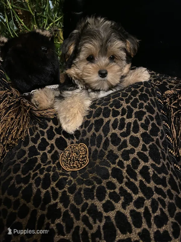 TT Trad F1 – Maltese, Yorkshire Terrier puppy for sale in Fort Worth, TX