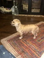 Goldie, a male Yorkshire Terrier for sale in Fort Worth, TX – 9 of 9