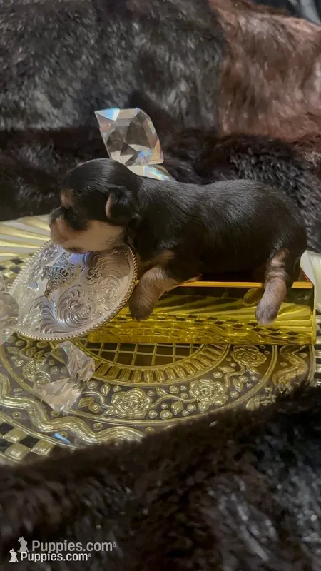 TT Trad F1(tiny) – Maltese, Yorkshire Terrier puppy for sale in Fort Worth, TX