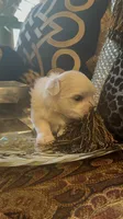 PF1, a female Maltese for sale in Fort Worth, TX – 9 of 10