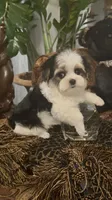TINY TINY TT2P, a male Yorkshire Terrier for sale in Fort Worth, TX – 5 of 10