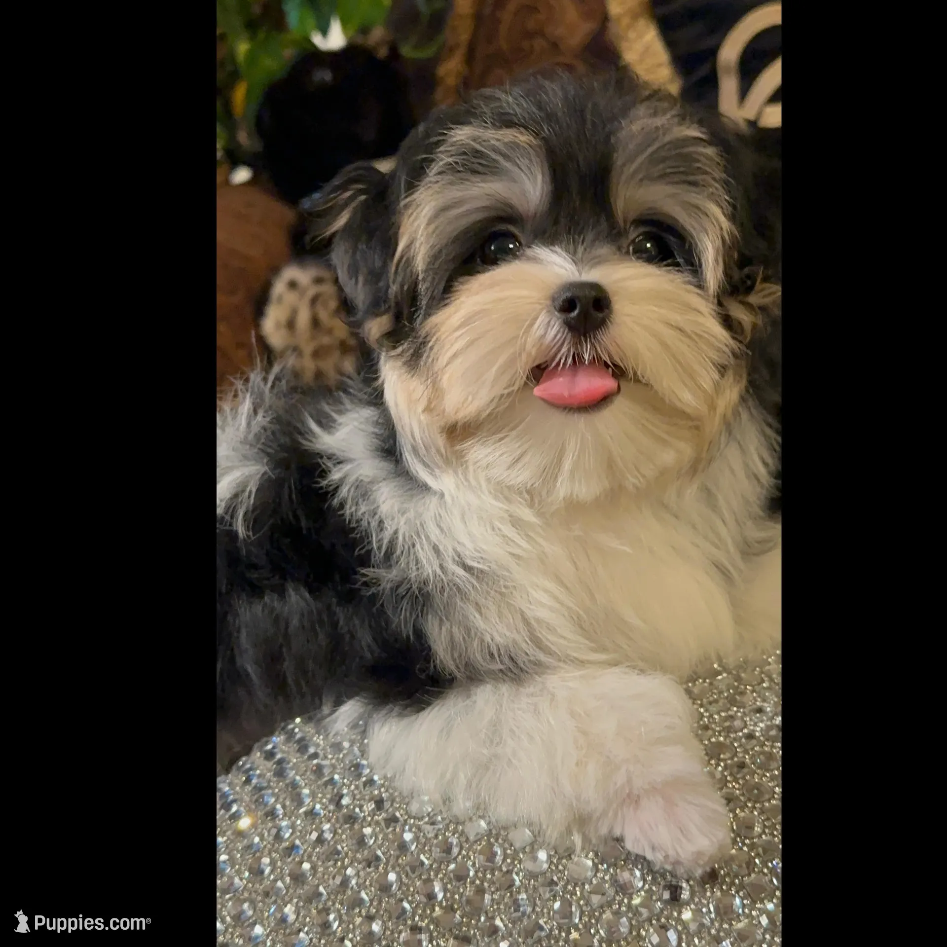 TT3P, a male Yorkshire Terrier for sale in Fort Worth, TX – Photo 1 of 10