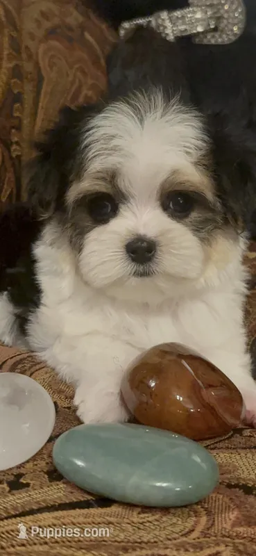 TT2P – Yorkshire Terrier puppy for sale in Fort Worth, TX
