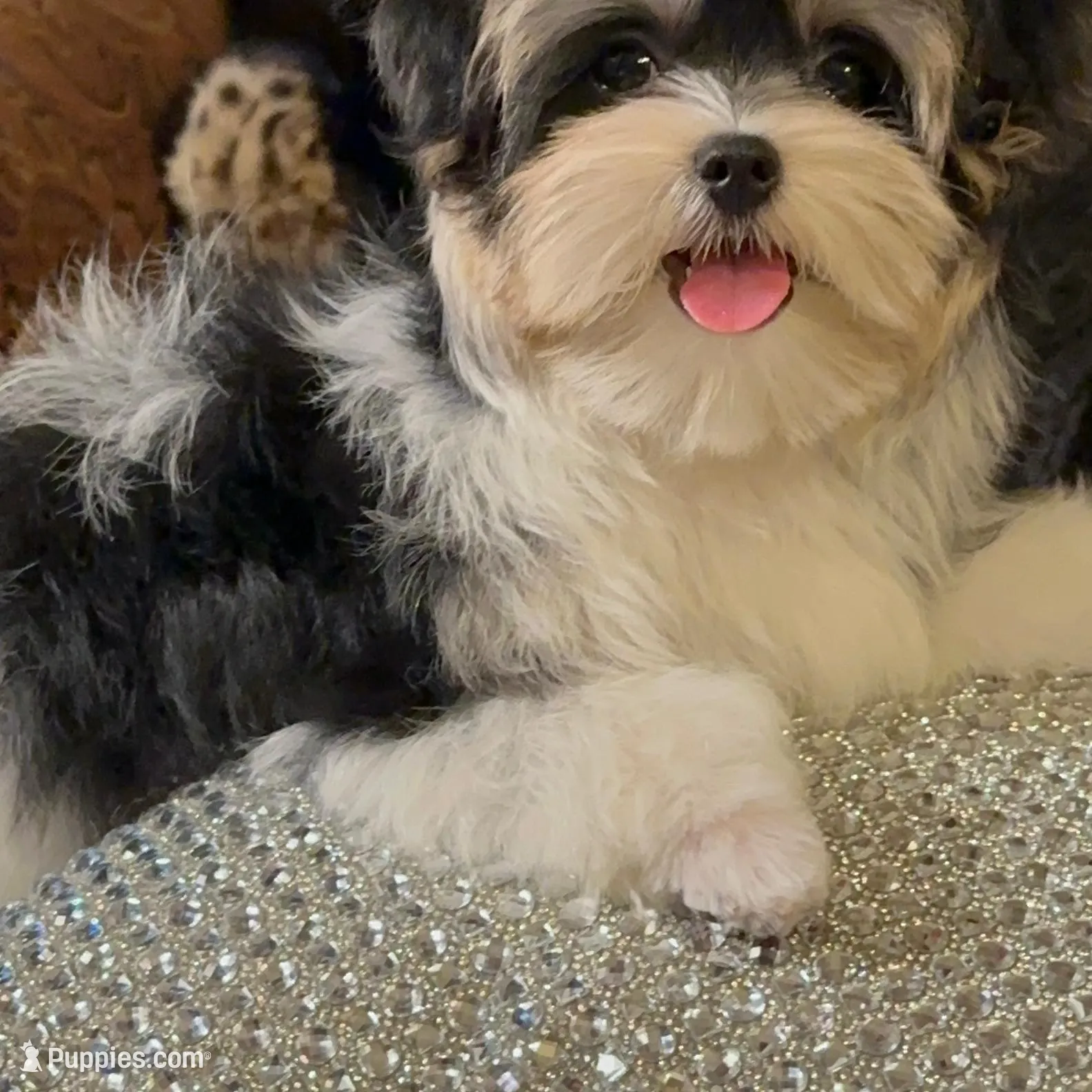 TT3P, a male Yorkshire Terrier for sale in Fort Worth, TX – Photo 5 of 10