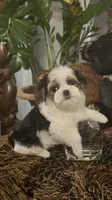 TINY TINY TT2P, a male Yorkshire Terrier for sale in Fort Worth, TX – 6 of 10