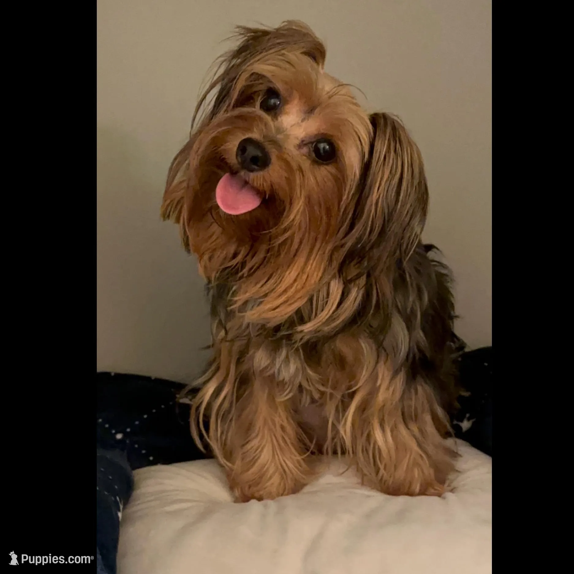 TT3P, a male Yorkshire Terrier for sale in Fort Worth, TX – Photo 3 of 10