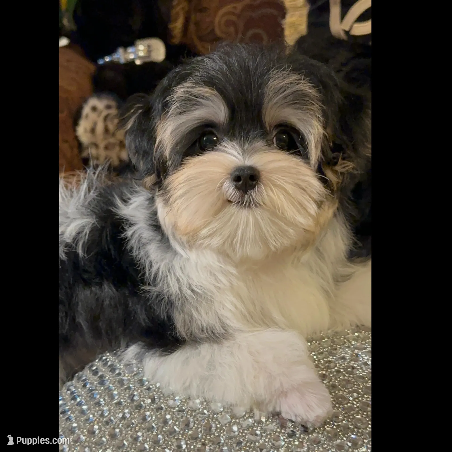TT3P, a male Yorkshire Terrier for sale in Fort Worth, TX – Photo 4 of 10