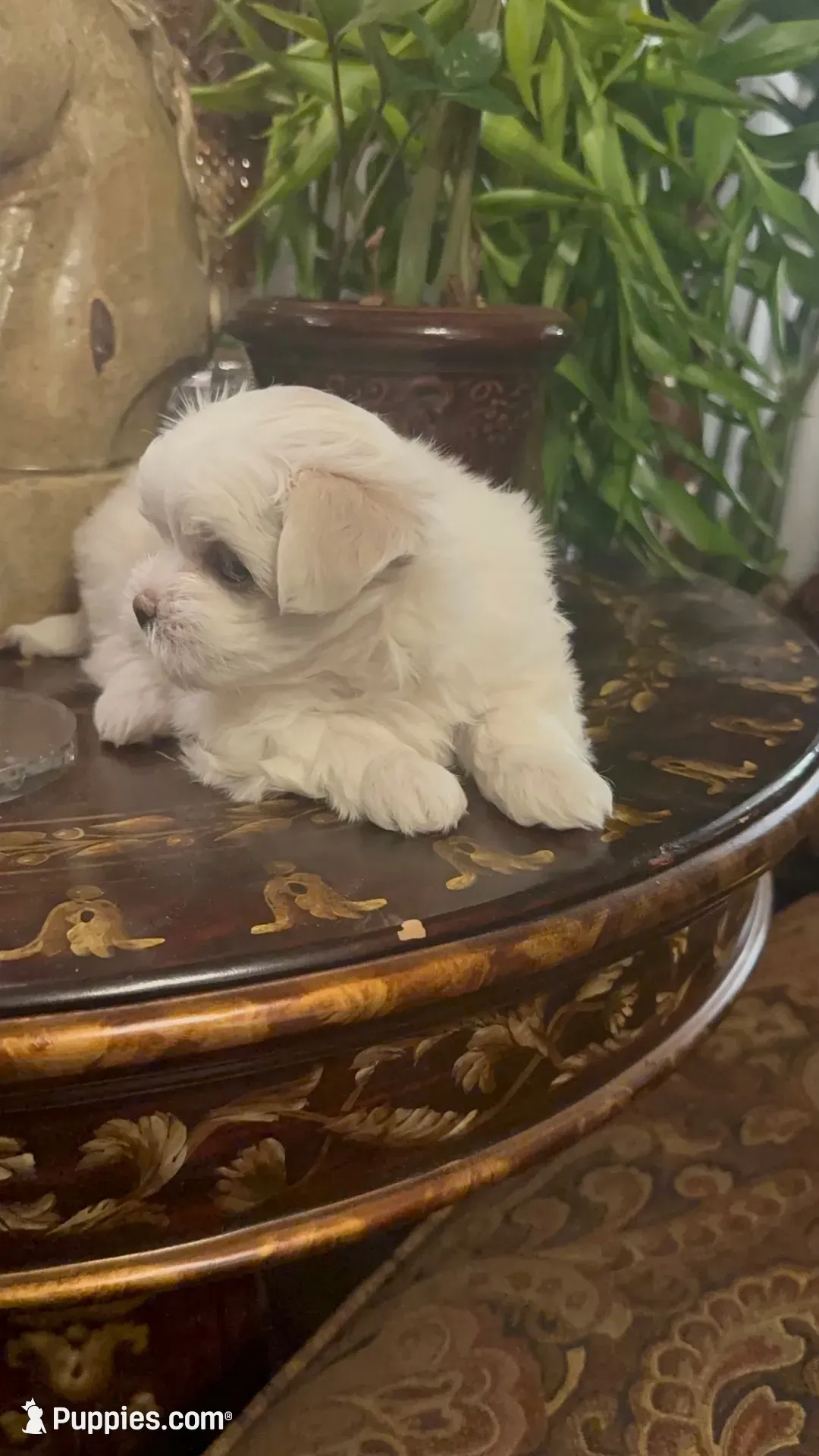 PM1(tiny), a male Maltese for sale in Fort Worth, TX – 7 of 10