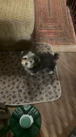 TRAINED-SMALL & AFFECTIONATE-HANDSOME, a male Morkie for sale in Fort Worth, TX – 2 of 6