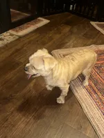 Goldie, a male Yorkshire Terrier for sale in Fort Worth, TX – 7 of 9