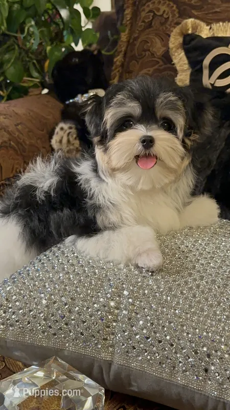 TTPM1 – Yorkshire Terrier puppy for sale in Fort Worth, TX