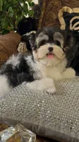 TTPM1, a female Yorkshire Terrier for sale in Fort Worth, TX – 1 of 9