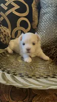 PM2, a female Maltese for sale in Fort Worth, TX – 8 of 10