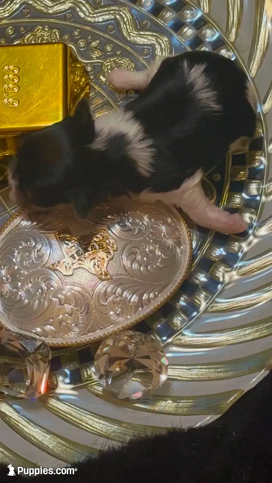TTPF1(micro), a female Yorkshire Terrier for sale in Fort Worth, TX – 6 of 10