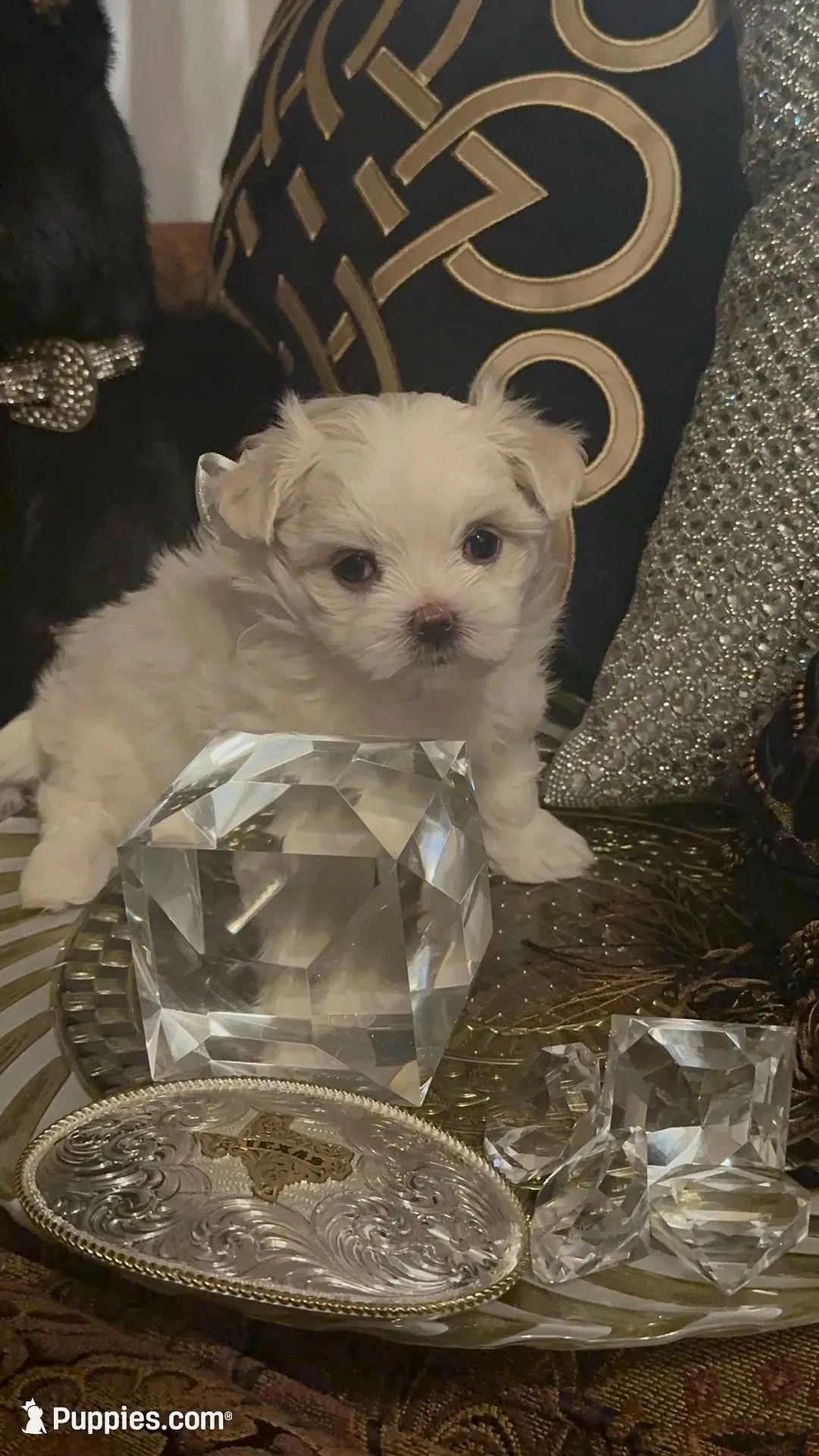 PF1(tiny), a female Maltese for sale in Fort Worth, TX – 6 of 10