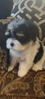 TTPM1, a female Yorkshire Terrier for sale in Fort Worth, TX – 9 of 9