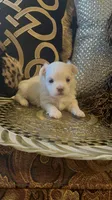 PM2, a female Maltese for sale in Fort Worth, TX – 4 of 10