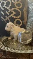 PF1, a female Maltese for sale in Fort Worth, TX – 5 of 10