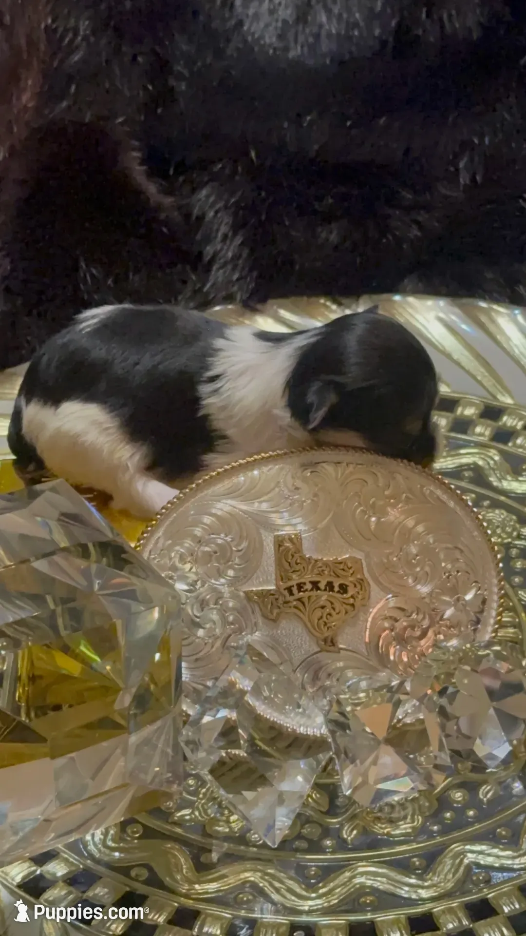 TTPF1(micro), a female Yorkshire Terrier for sale in Fort Worth, TX – 5 of 10