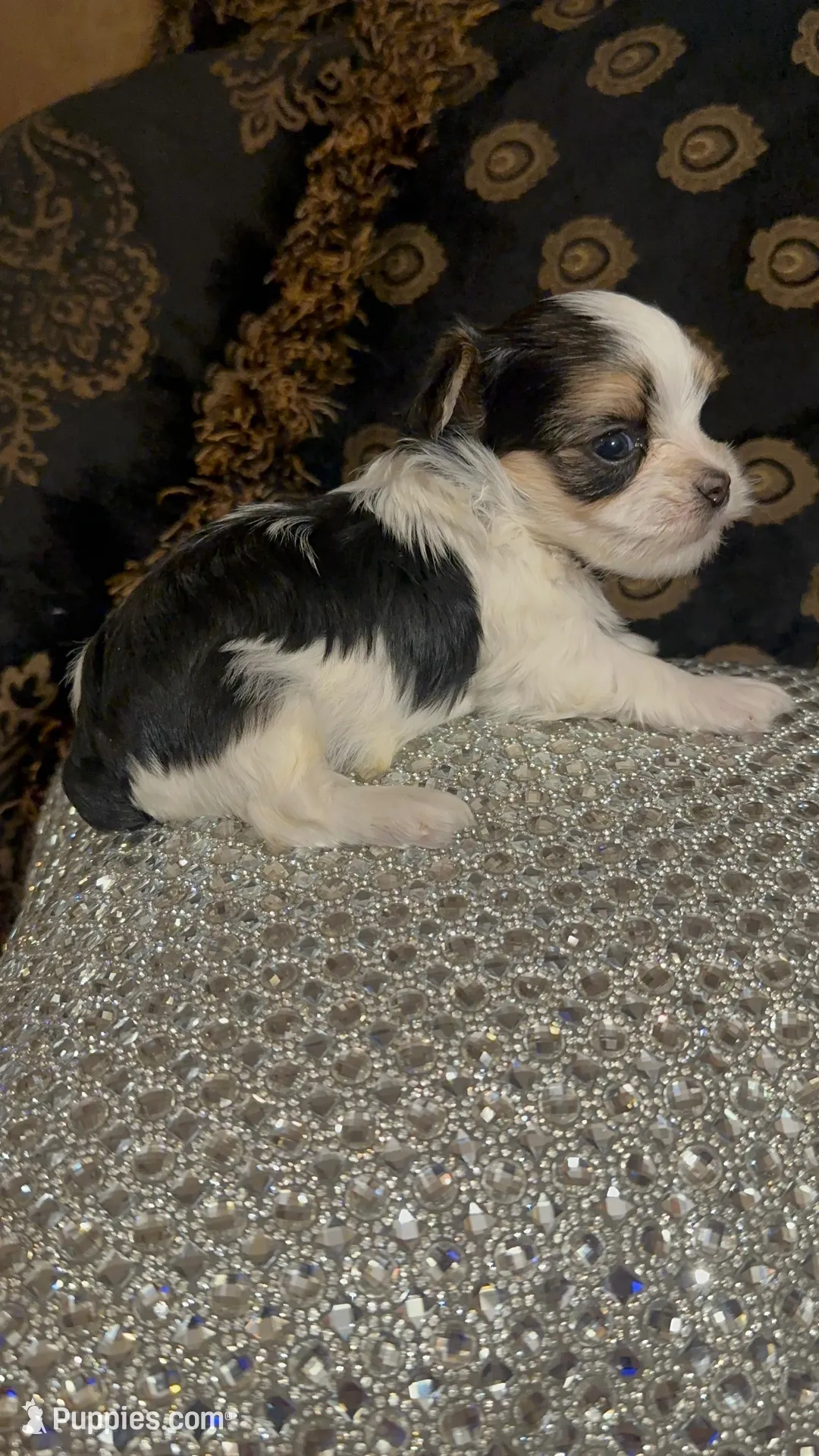 TT2P, a male Yorkshire Terrier for sale in Fort Worth, TX – Photo 3 of 10