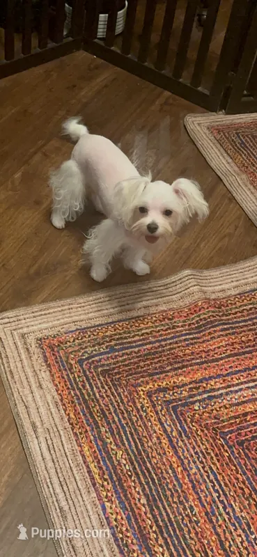 TRAINED-SMALL & BEAUTIFUL Sir Prize – Morkie puppy for sale in Fort Worth, TX