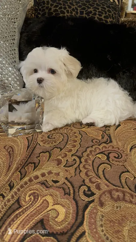 PM2 – Maltese puppy for sale in Fort Worth, TX