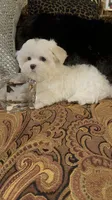 PM2, a female Maltese for sale in Fort Worth, TX – 1 of 10