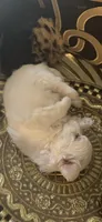 PF1, a female Maltese for sale in Fort Worth, TX – 7 of 10