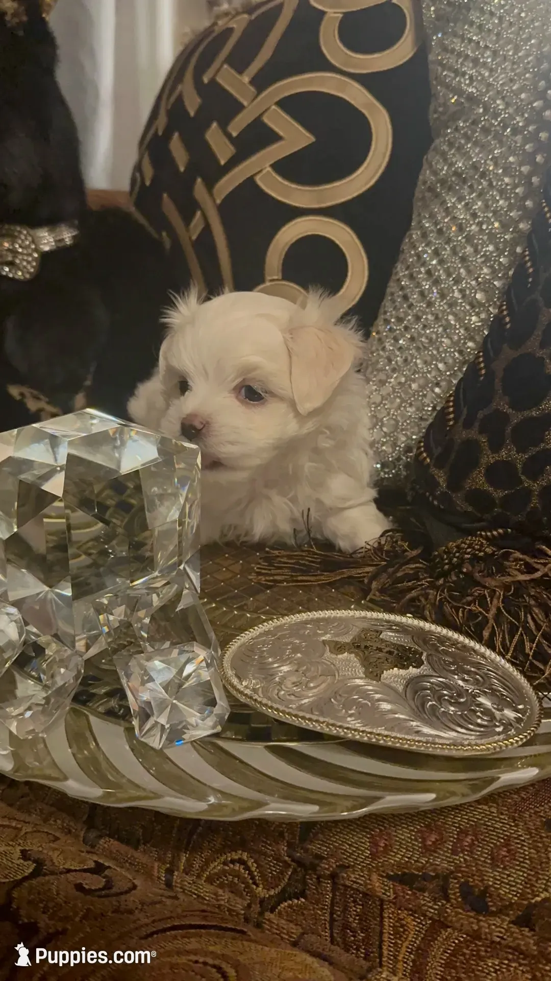 PM1(tiny), a male Maltese for sale in Fort Worth, TX – 4 of 10