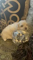 PF1, a female Maltese for sale in Fort Worth, TX – 8 of 10