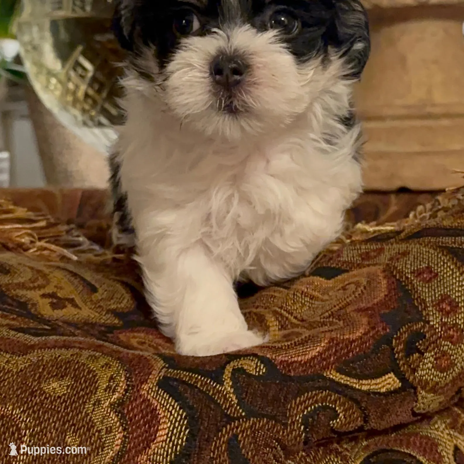 P1M, a  Morkie for sale in Fort Worth, TX – Photo 6 of 10