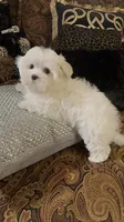 P2Maltese, a male Maltese for sale in Fort Worth, TX – Photo 10 of 10