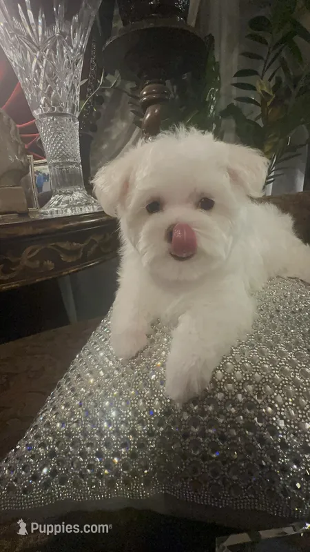 SMALL & BEAUTIFUL P2M – Morkie puppy for sale in Fort Worth, TX