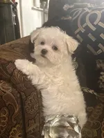 SMALL & BEAUTIFUL P2M, a male Morkie for sale in Fort Worth, TX – 2 of 5