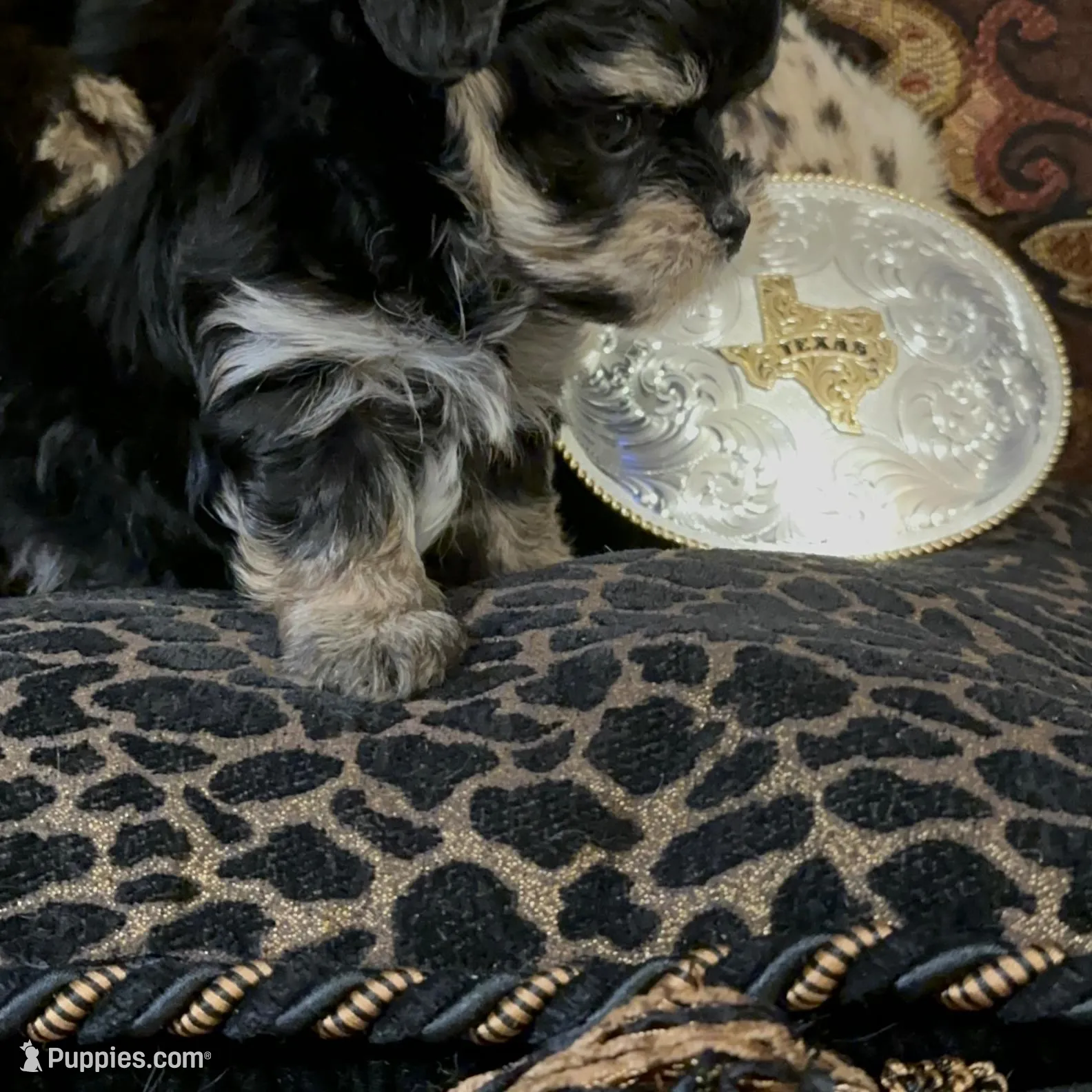 P1M, a  Morkie for sale in Fort Worth, TX – Photo 7 of 10