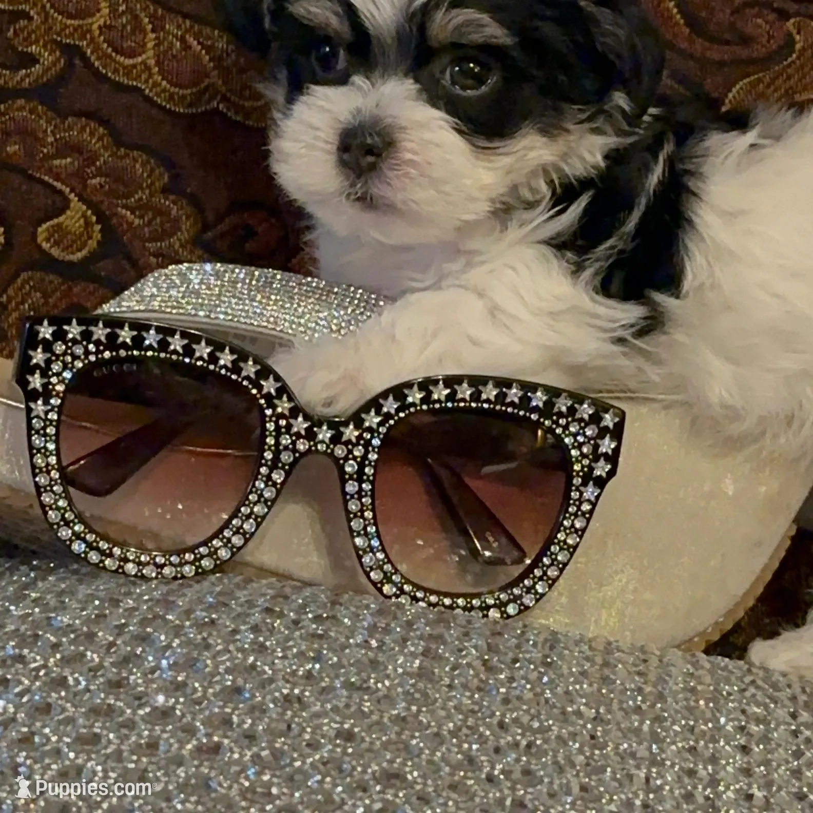 P1M, a  Morkie for sale in Fort Worth, TX – Photo 8 of 10