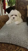 P2Maltese, a male Maltese for sale in Fort Worth, TX – Photo 8 of 10